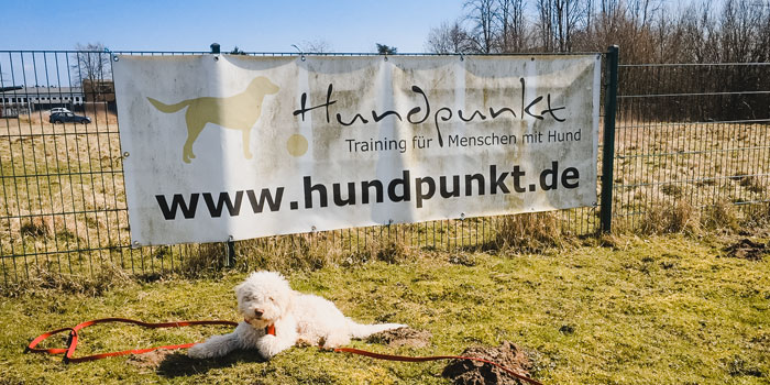 hundpunkt_hundeschule_muenster-ibbenbueren-trainingswiese-hiltrup-11