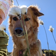 Andie mit Brée mitten auf der Wiese der Hundpunkt Hundeschule an einem warmen Sommertag.