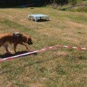 Hundpunkt Longieren Training
