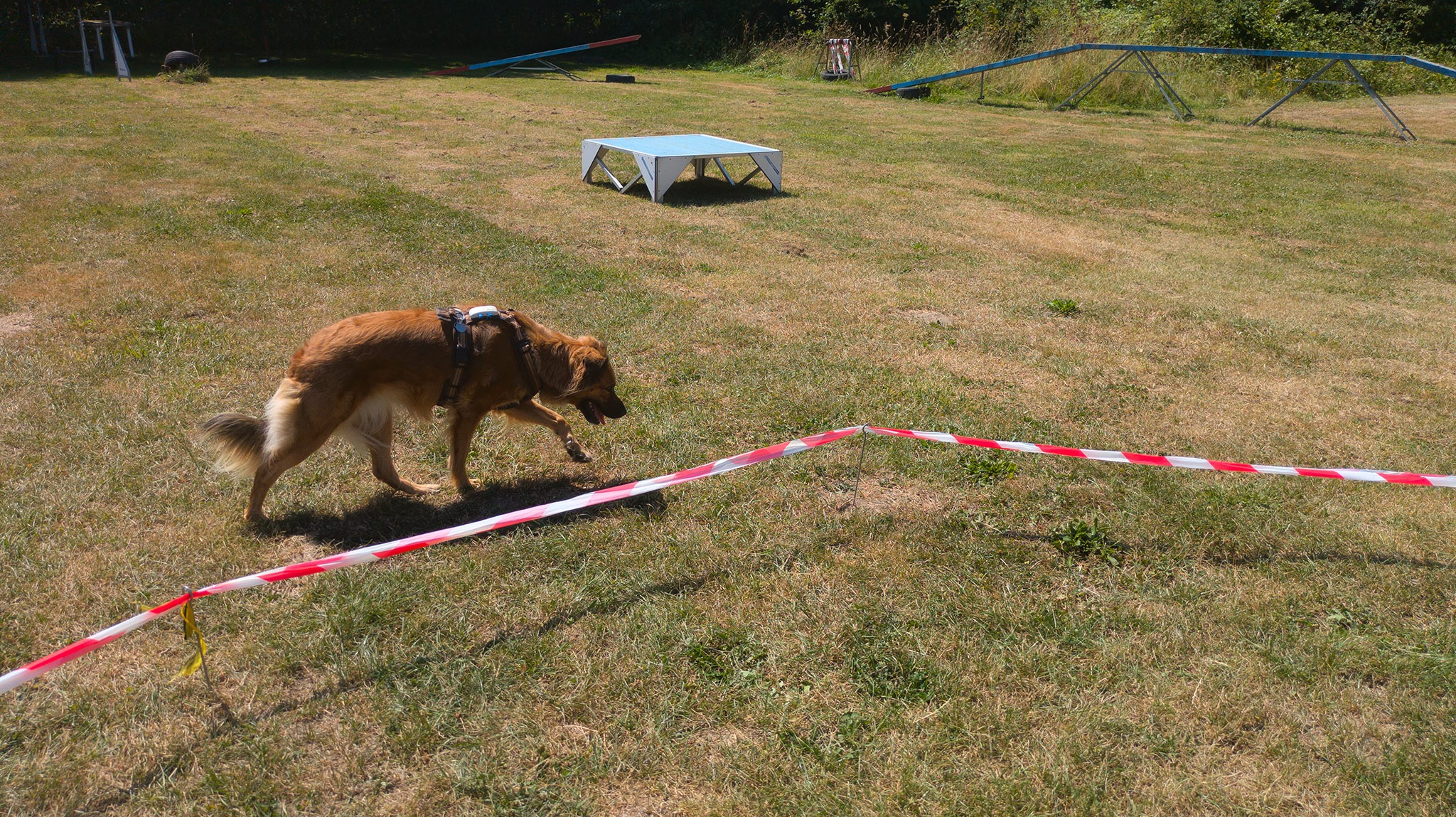 Hundpunkt Longieren Training