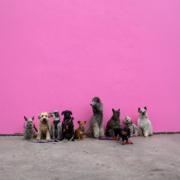 Eine Gruppe von Hunden wartet vor einer rosafarbenen Wand auf ein unvergessliches Training bei Hundpunkt.