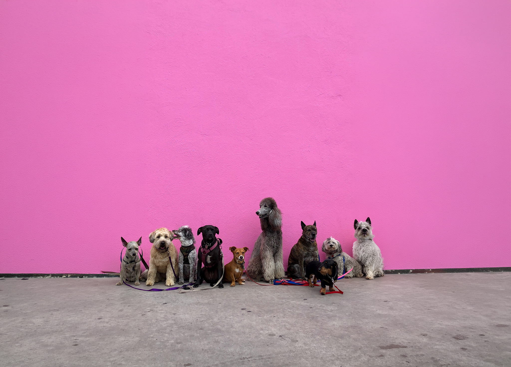 Eine Gruppe von Hunden wartet vor einer rosafarbenen Wand auf ein unvergessliches Training bei Hundpunkt.
