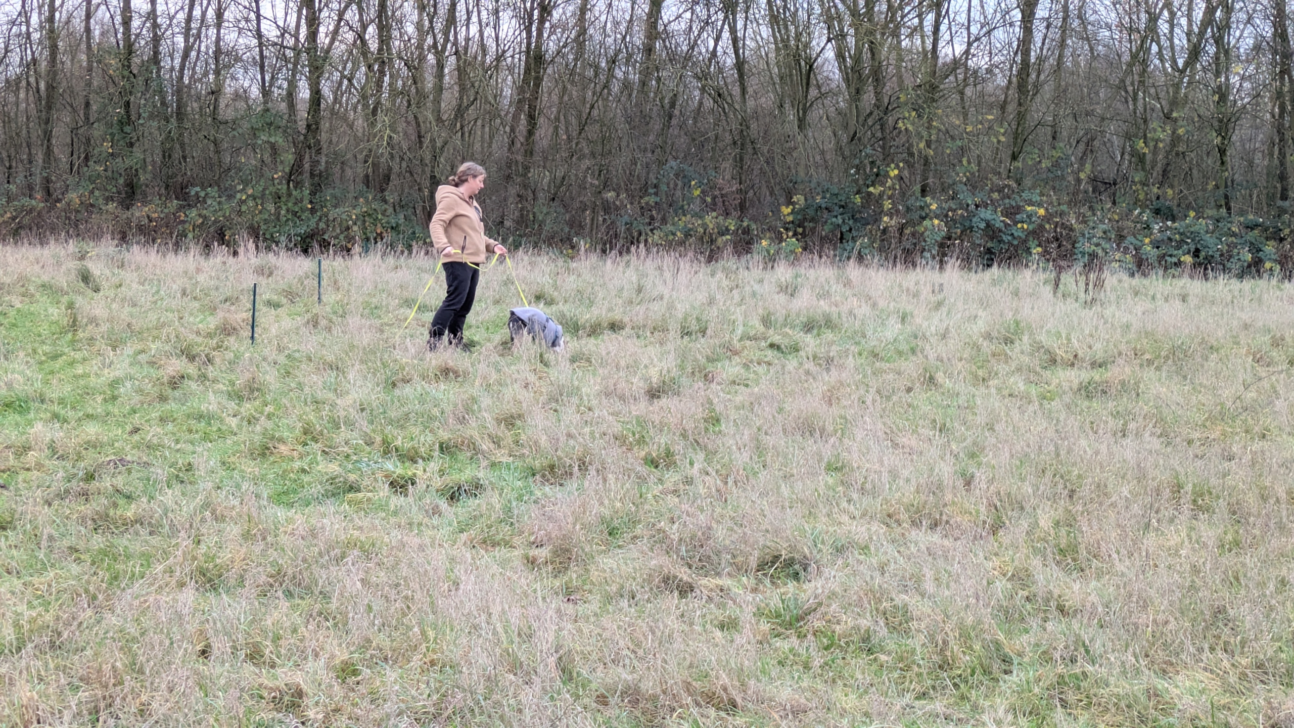 Fährten-Workshop bei Hundpunkt Training für Mensch und Hund